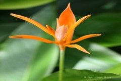 Heliconia psittacorum